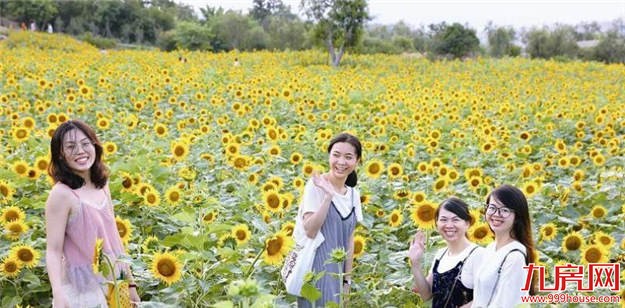 翔安香山：50亩向日葵激情绽放 高颜值为国庆献礼——九房网