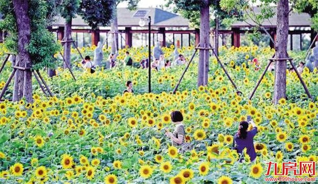 万里晴空“花海”金浪刷爆朋友圈 揭秘花海背后的故事——九房网 万里晴空“花海”金浪刷爆朋友圈 揭秘花海背后的故事——九房网