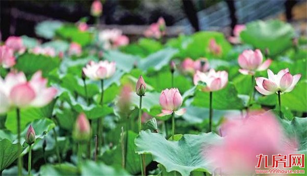 万里晴空“花海”金浪刷爆朋友圈 揭秘花海背后的故事——九房网 万里晴空“花海”金浪刷爆朋友圈 揭秘花海背后的故事——九房网