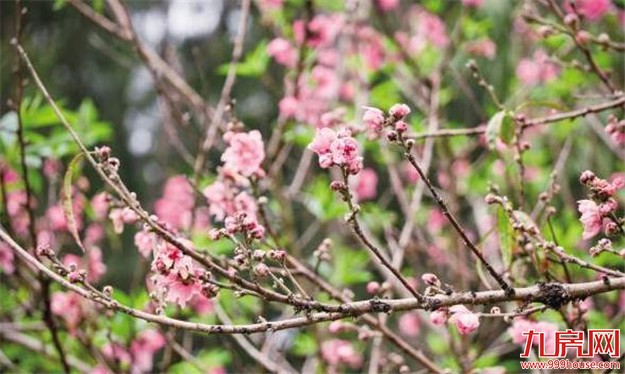 万里晴空“花海”金浪刷爆朋友圈 揭秘花海背后的故事——九房网 万里晴空“花海”金浪刷爆朋友圈 揭秘花海背后的故事——九房网