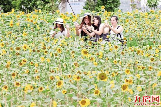 厦门房产,厦门房地产,厦门新房,九房网,厦门房产