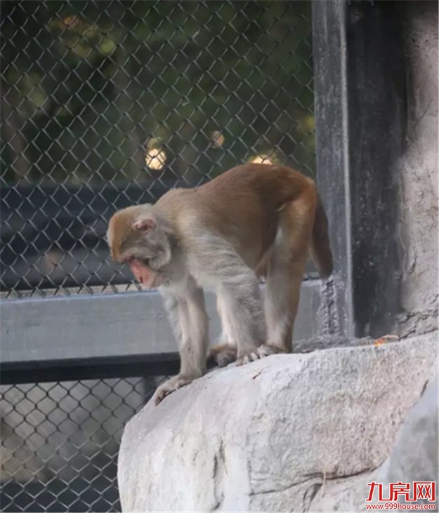 中山公园动物园重新开放 市民:宽敞干净环境更好了——九房网