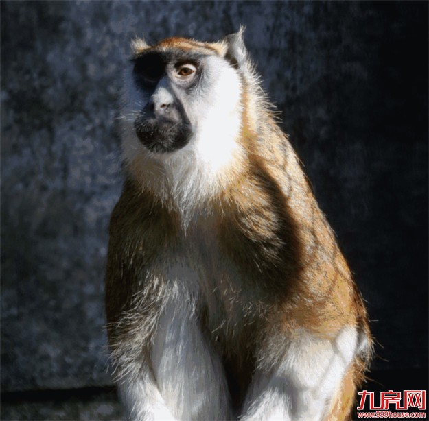 中山公园动物园重新开放 市民:宽敞干净环境更好了——九房网