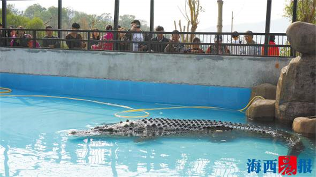 台湾“鳄鱼王”来到厦门中非世野野生动物园 引游客围观——九房网
