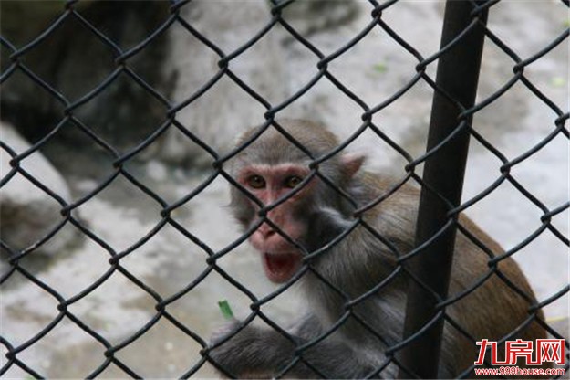 中山公园动物园儿童岛将开放网上购票 将设计限流系统——九房网 中山公园动物园儿童岛将开放网上购票 将设计限流系统——九房网