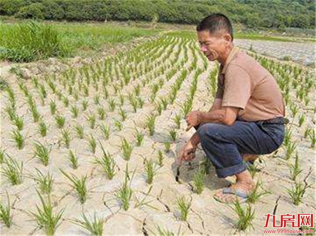同安连续三日降雨农作物解渴 缓解特旱旱情——九房网