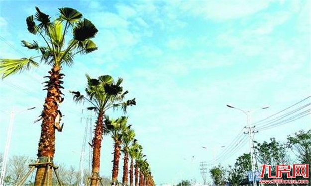 进出同安的交通主干道 春节前将完成绿化提升——九房网