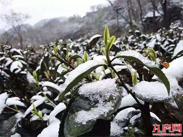 同安区北部山区霜冻结冰 道路适时实行临时交通管制——九房网