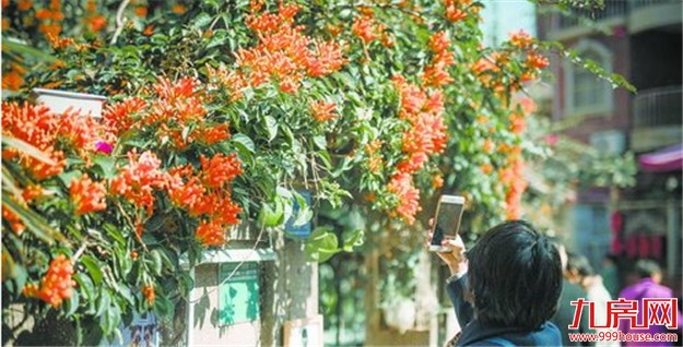 吉灯高挂旺宝地繁花似锦簇新春 思明区营造喜庆祥和的过年气氛——九房网 吉灯高挂旺宝地繁花似锦簇新春 思明区营造喜庆祥和的过年气氛——九房网