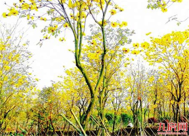 灿灿黄花迎风舞 同安五显后烧村黄花风铃木将迎开花旺季——九房网
