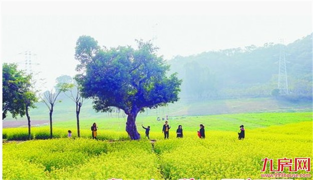 游烂漫花海享明媚春光 海沧一年四季可看花赏景——九房网