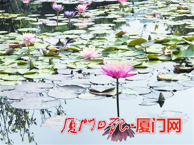 厦门房产,厦门房地产,厦门新房,九房网,厦门房产