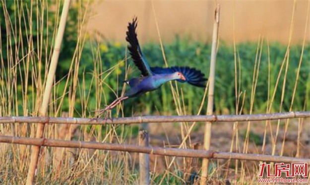 你知道吗？翔安原来藏着“秘密花园”！——九房网