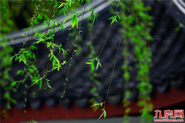 初夏依旧，莺啼闻翠柳——九房网