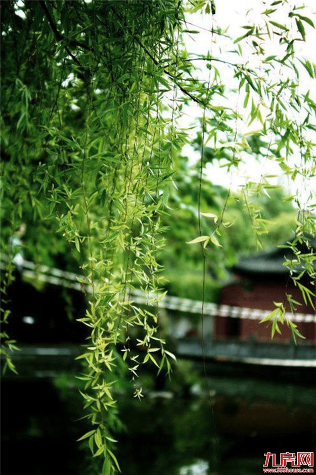 初夏依旧，莺啼闻翠柳——九房网