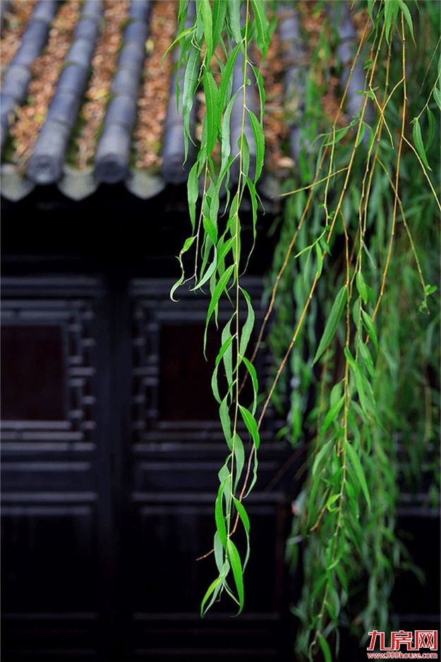 初夏依旧，莺啼闻翠柳——九房网