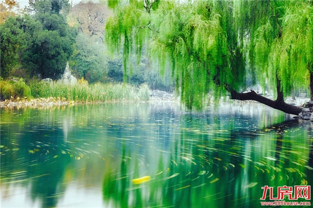 初夏依旧，莺啼闻翠柳——九房网