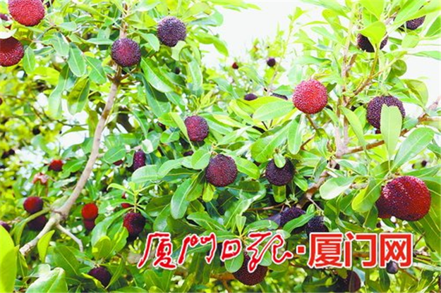 浮宫五万亩杨梅等您采摘 最全采摘点推荐!——九房网 浮宫五万亩杨梅等您采摘 最全采摘点推荐!——九房网