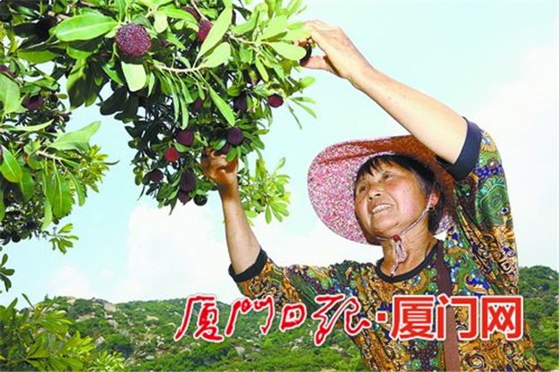 浮宫五万亩杨梅等您采摘 最全采摘点推荐!——九房网 浮宫五万亩杨梅等您采摘 最全采摘点推荐!——九房网