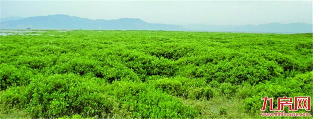 积极对接服务厦门自贸片区 龙池:滨海生态新城快速崛起——九房网