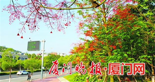 环岛干道观赏性树种澳洲火焰木 花开正盛一片火红——九房网