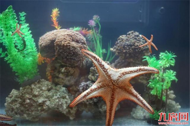 像一棵海草海草，在深海里舞蹈~——九房网