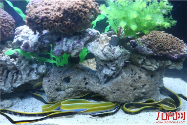 像一棵海草海草，在深海里舞蹈~——九房网