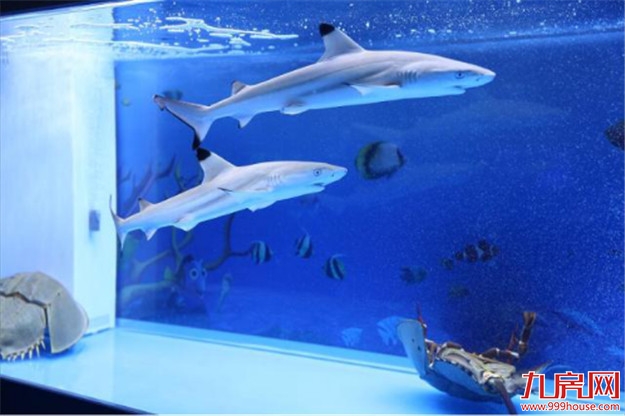 像一棵海草海草，在深海里舞蹈~——九房网