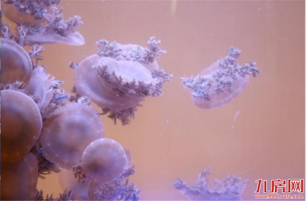 像一棵海草海草，在深海里舞蹈~——九房网