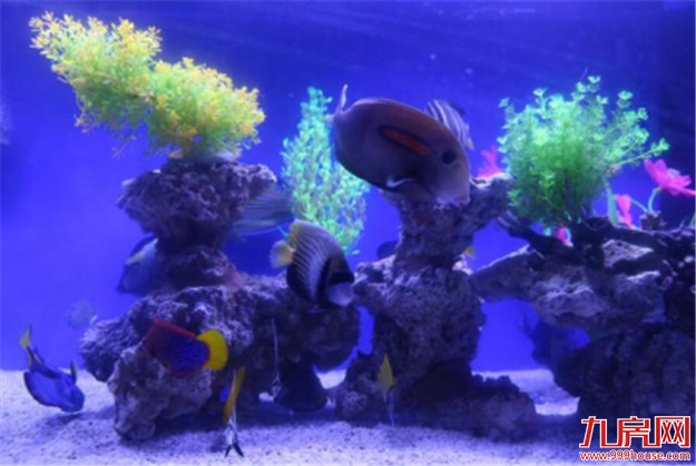 像一棵海草海草，在深海里舞蹈~——九房网