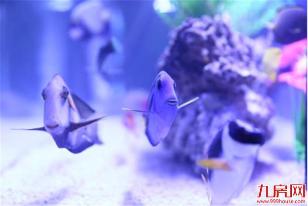 像一棵海草海草，在深海里舞蹈~——九房网