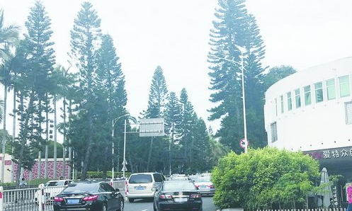 虎园路边路窄还有树抢道 园林绿化部门:将进行处理——九房网