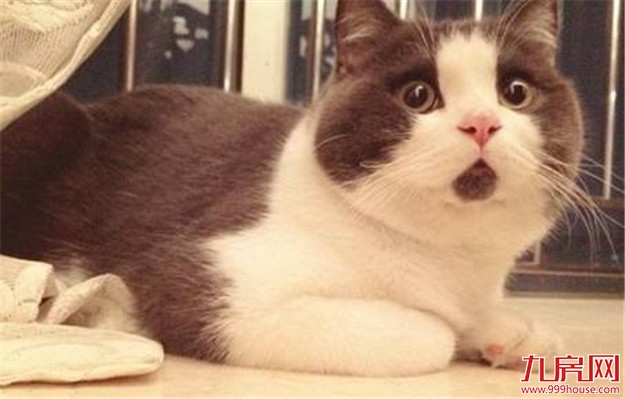 联发橄榄墅:首付70万起,你买到的不只是一套别墅!——九房网 联发橄榄墅:首付70万起,你买到的不只是一套别墅!——九房网