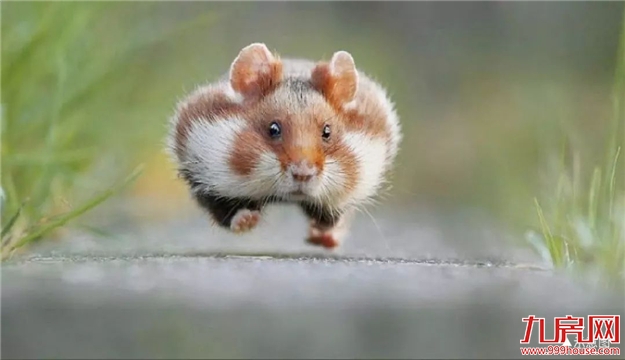 禹洲·嘉誉府 | 周末全家福利 “皇家大马戏”即将嗨翻安溪！——九房网