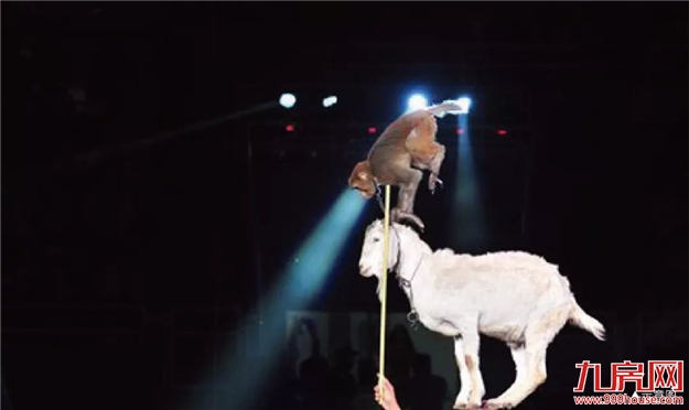 禹洲·嘉誉府 | 周末全家福利 “皇家大马戏”即将嗨翻安溪！——九房网