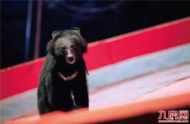 禹洲·嘉誉府 | 周末全家福利 “皇家大马戏”即将嗨翻安溪！——九房网