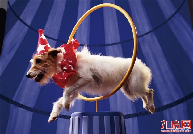 禹洲·嘉誉府 | 周末全家福利 “皇家大马戏”即将嗨翻安溪！——九房网