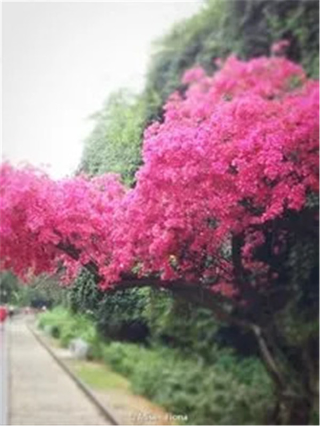 厦门一中霸屏热搜!《快把我哥带走》还带火了这些厦门美景...——九房网