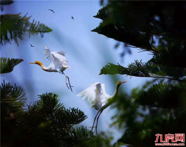 这个自然养心的“理想国”，才是这个夏天最值得去的地方——九房网