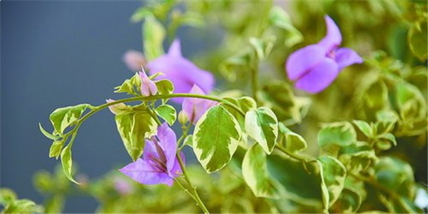 岛内15座人行天桥穿上“彩衣” 彩化布置已完工——九房网