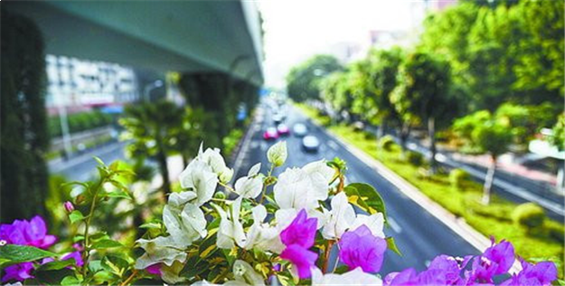 岛内15座人行天桥穿上“彩衣” 彩化布置已完工——九房网