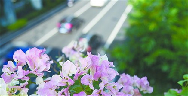 岛内15座人行天桥穿上“彩衣” 彩化布置已完工——九房网