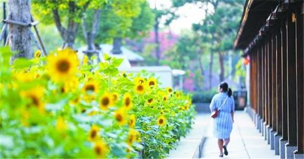 厦门双公园上万株向日葵正开放 持续至10月中下旬——九房网