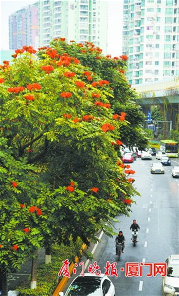 厦门今年拟植树造林10000亩 提升森林城市海岸湿地景观——九房网