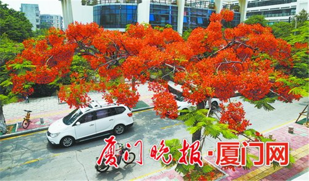 厦门今年拟植树造林10000亩 提升森林城市海岸湿地景观——九房网