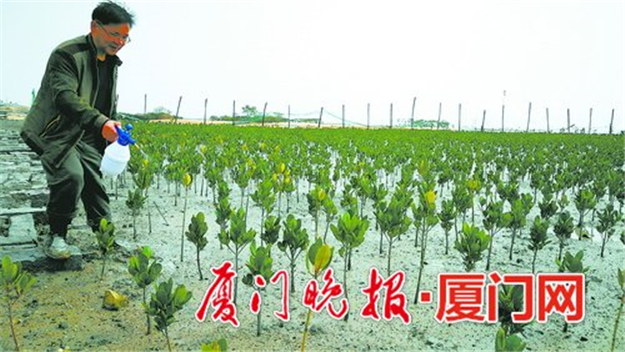 厦门今年拟植树造林10000亩 提升森林城市海岸湿地景观——九房网