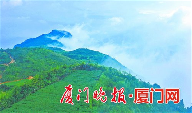 厦门今年拟植树造林10000亩 提升森林城市海岸湿地景观——九房网
