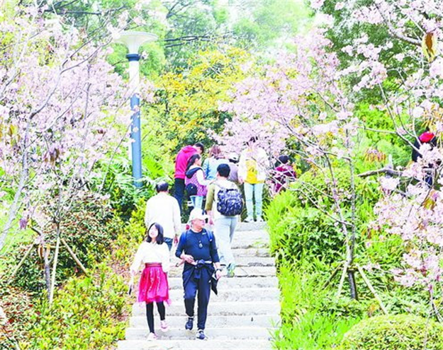 大屏山公园内的广州樱正值盛花期 吸引众多市民游客——九房网