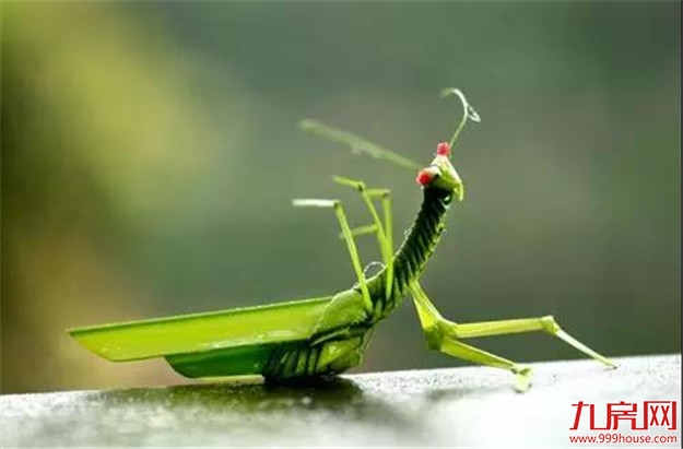 前方高能，一大波端午节活动提前爆料，速点！——九房网