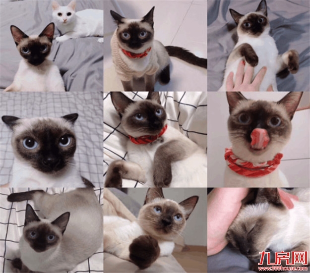 厦门龙湖冠寓丨实名羡慕这届青年，这大概就是我想要的生活吧——九房网